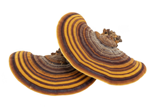 Two bracket fungus ganoderma medicinal isolated on transparent background