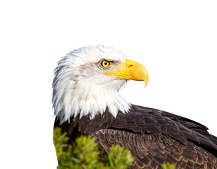 Obraz premium Bald eagle 