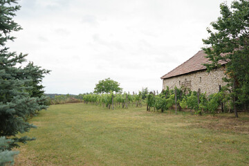 old house in the vineyard 6/3