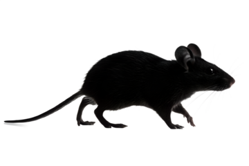 Black Rat or Mouse Animal Silhouette