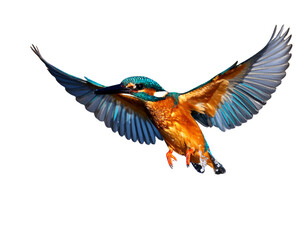 Female Kingfisher emerging from the water after an unsuccessful dive to grab a fish.  