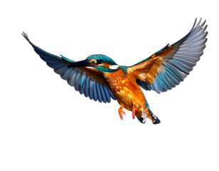 Female Kingfisher emerging from the water after an unsuccessful dive to grab a fish.  