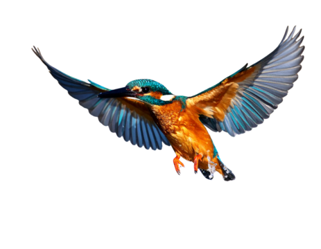 Female Kingfisher emerging from the water after an unsuccessful dive to grab a fish.  