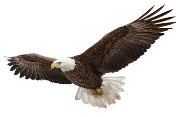 Obraz premium Majestic Bald Eagle in Flight on Transparent Background