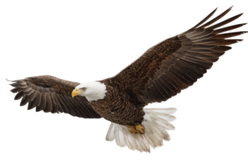 Majestic Bald Eagle in Flight on Transparent Background