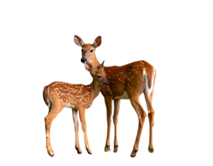 White tailed deer fawn witj hind on natural trail in north Wisconsin.