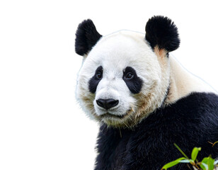 Obraz premium Young giant Panda (Ailuropoda melanoleuca), Chengdu, Sichuan, China 