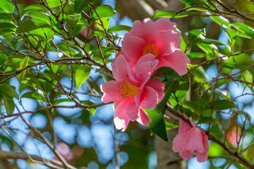 日差しを浴びて咲く椿の花