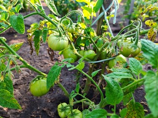 Green tomatoes in the garden. green tomatoes on a branch in the garden