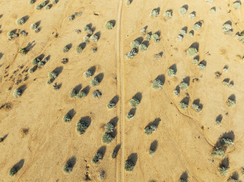 Euphorbia gregaria and desert track. Aerial view. Drone shot. Gondwana Canyon Park. Namibia.