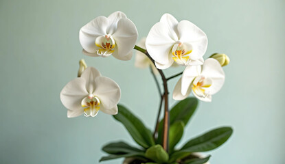 Potted lily of the valley on natural background with blank space for copy space.	