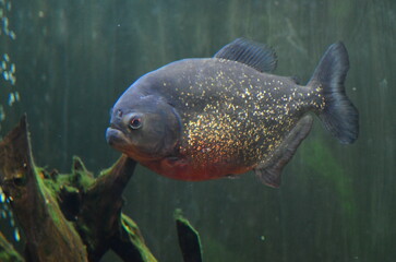 Piranha