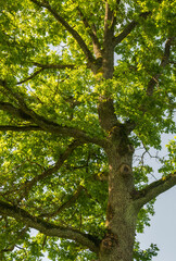 View of the oak tree at the trunk .