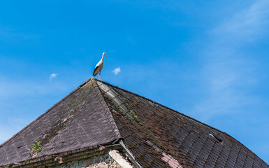 White stork on the roof.