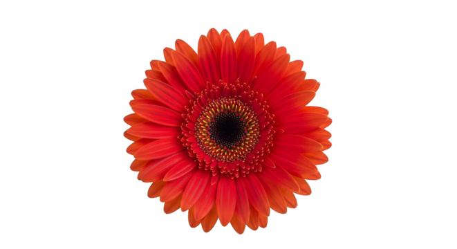 Radiating crimson gerbera blossom against black - Powered by Adobe