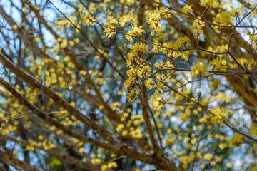 青空に映えるサンシュユの黄色い花