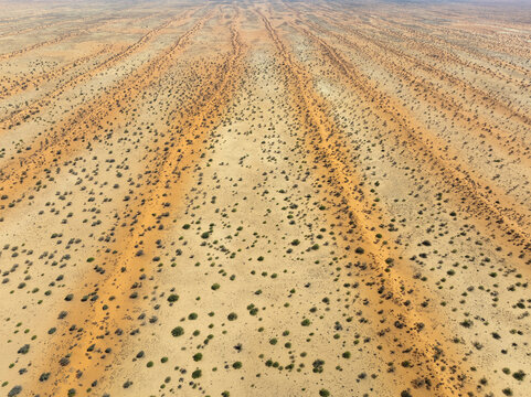 Parallel, linear sand dunes grown with camelthorn trees (Vachellia erioloba) in the Kalahari Desert. Aerial view. Drone shot. Namibia.