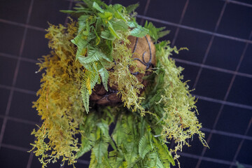 Fototapeta premium view from below of indoor hanging plants