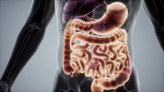 Detailed Medical Animation of Human Digestive System Featuring Stomach and Intestines
