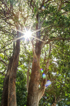 Sun flair coming through the branches of a tall tree