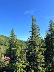 Fototapeta premium Lush green forest with tall pine trees under a clear blue sky.