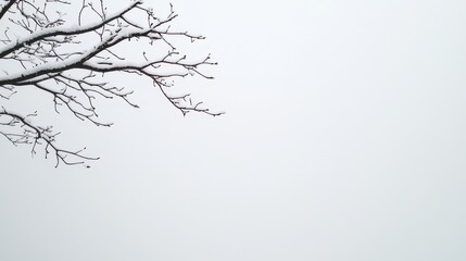 Frosty Winter Scene with Bare Branches and Overcast Gray Sky Background