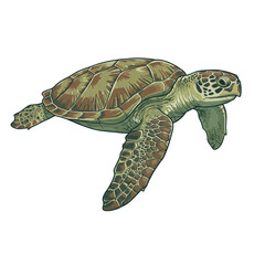 Green Sea Turtle Swimming in Deep Ocean Water with Bright Natural Lighting