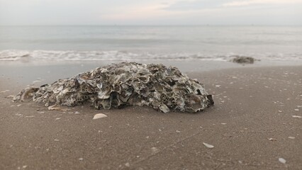 sea snails clinging to rocks on the coast
