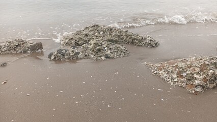 sea snails clinging to rocks on the coast