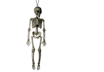 A hanging skeleton decoration isolated on transparent background