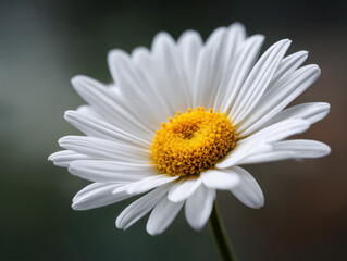 Obraz premium Close-Up of White Daisy in Bloom with Natural Yellow Center