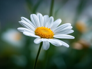 Close-Up of White Daisy in Bloom with Natural Yellow Center