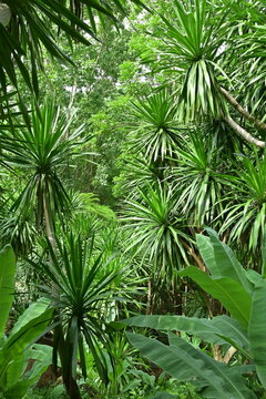 Lush tropical forest with wild banana trees and palm-like plants creating a Jurassic atmosphere. Dense green foliage in a warm climate.

