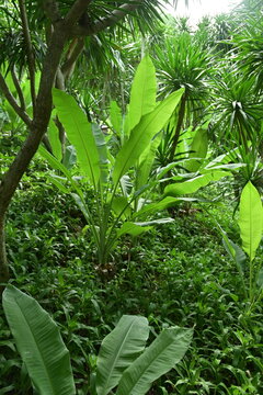 Lush tropical forest with wild banana trees and palm-like plants creating a Jurassic atmosphere. Dense green foliage in a warm climate.

