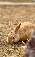 rabbit in the grass