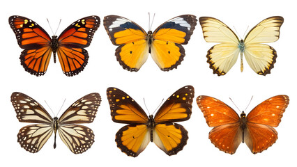 Vibrant Butterflies Isolated on White PNG

