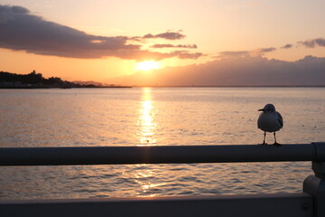 朝焼けの海と静かにたたずむカモメたち - 平穏な夜明け