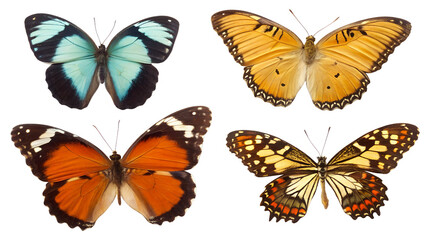Colorful Butterflies on White Background PNG


