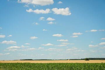 Champ de maïs sur fond de moissonnage sous un ciel bleu avec de petits nuages