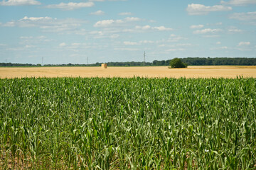 Champ de maïs sur fond de champ de blé moissonné