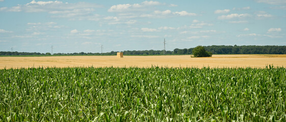 Champ de maïs sur fond de champ de blé moissonné, format bannière