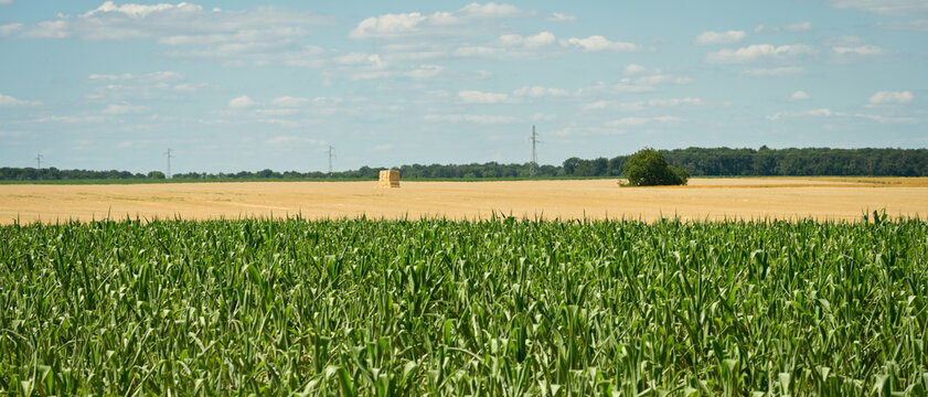 Champ de ma&iuml;s sur fond de champ de bl&eacute; moissonn&eacute;, format banni&egrave;re