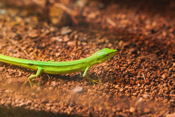 A bright green lizard crawls across brown earth, its slender body contrasting with the rough texture of the ground.