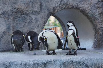 African penguins huddled together in a zoo enclosure.