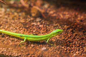 A vibrant green lizard crawls across reddish-brown earth, basking in sunlight.