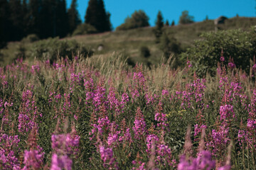 Obraz premium Scenic summer meadow with vibrant pink wildflowers blooming under clear blue sky, surrounded by green hills and pine trees. Peaceful alpine nature landscape.