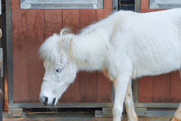 A white pony with a light mane stands near a wooden structure, head lowered.