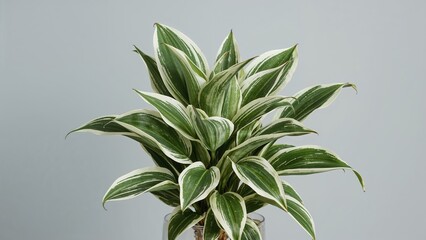 Variegated cocor bebek ornamental plant displayed on gray