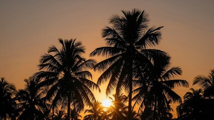 Obraz premium Tropical sunset with dark outlines of coconut palms.