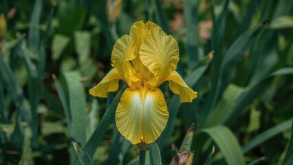 Macro view of a yellow iris flower blossoming
